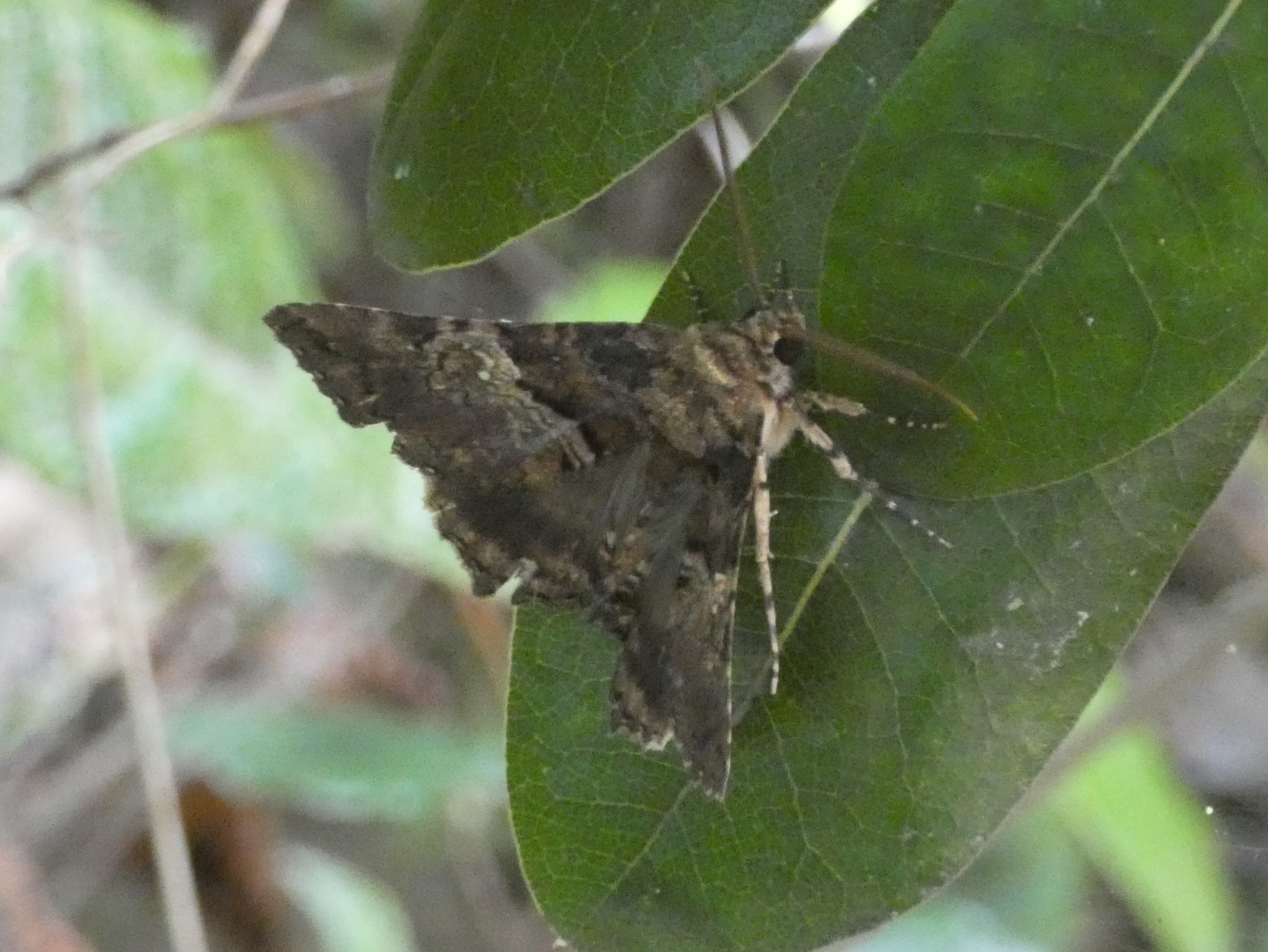 photo_1